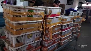Baru datang burung perjak putih - bimoli - jalak - cendet - pleci - sogon - trucuk - DLL