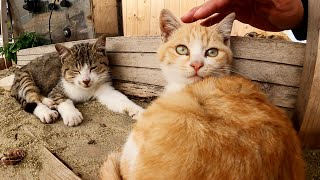 【猫島】子猫の兄弟が先輩猫と一緒にご飯をモリモリ食べる