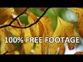 Beachfront B-roll: Fall Leaves (Free to Use HD Stock Video Footage)
