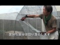 菜園だより110603ハウス張り替え