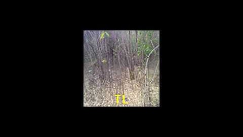 Autonomous Navigation using ML (Forest Trail)