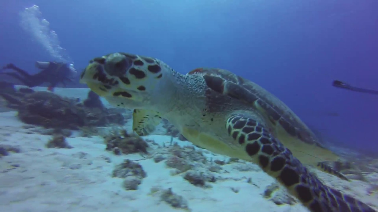 Whale Sharks and Cozumel diving AquaPods, 2017 YouTube