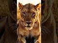 The African Wild#wildlife #Amazon#tigers #snacks #wildlife #African #tigers #lions #zebra