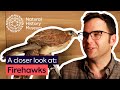 Birds and Wildfires: Adaptations and Impacts