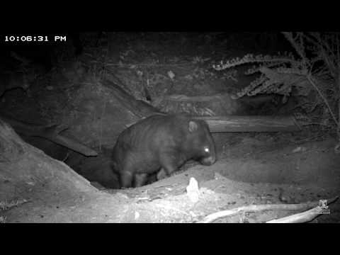 A wombat, a koala and a rabbit in a burrow