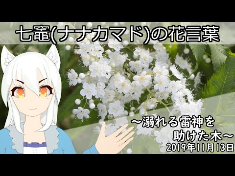 【日刊動画】2019年11月13日 七竈(ナナカマド)の花言葉