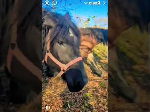 Https Www Facebook Com Share 17T9kKT4gT Horse Equestrian Love