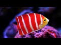 Top 10 Most Expensive Fish For Aquarium In The World