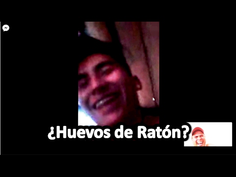 Pingüi le teme a los huevos de Ratón -Pingüi, Bani y Dani neuvoo pantip