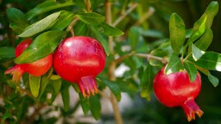 ছাদ বাগানে মেক্সিকান আনার/বেদানা চাষ ৷ টবে আনার গাছের পরিচর্যা ৷