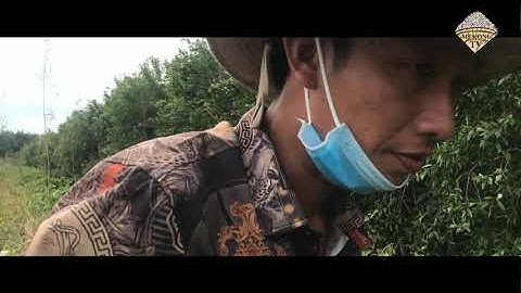 Cao thủ săn chuột mùa nước nổi bằng súng chĩa tự chế vào mùa lũ | Mekong TV