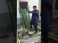 Clever Bamboo Craft: Watch a Master Split Bamboo with a Hand Tool! 🎋✨↓