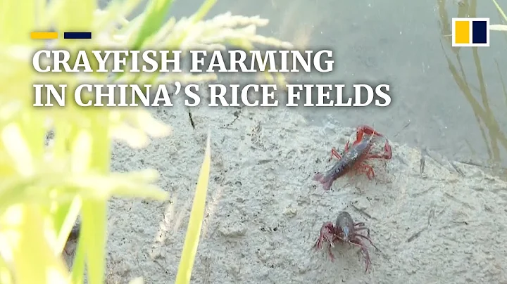 Breeding small crayfish in rice fields proves to be big economic boost for Chinese farmers - DayDayNews