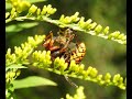 Hornisse frisst Honigbiene ratzfatz im Raaderwald