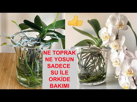 Video: Vazoda orkide bakımı