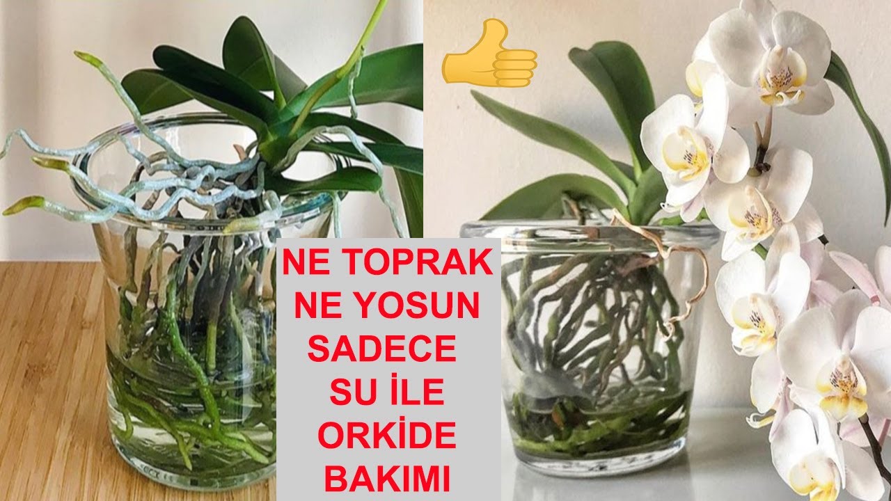 Самый простой уход за орхидеями, уход за орхидеями в водной культуре