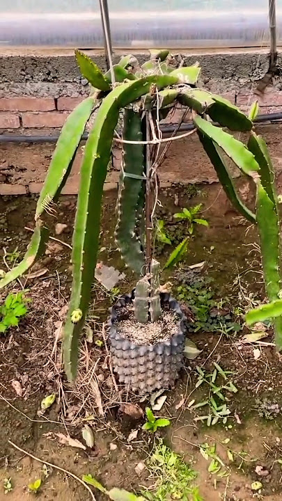 Easy Dragon Fruit Plant Cuttings: Grow Your Own Dragon Fruit at Home! #131 #PlantCuttings #DIYGarden