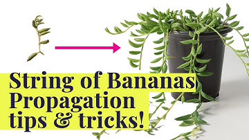 String of Bananas for FREE! | How to Grow & Propagate