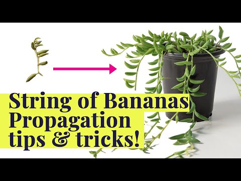 String of Bananas for FREE! | How to Grow & Propagate