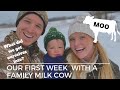 Buying Family Milk Cow for the Homestead | Our First week with a Dairy Cow | Lessons Learned & Tips