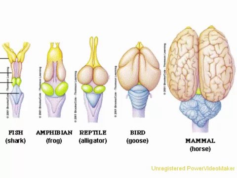 The Origin of the Brain