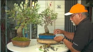 182) Cork Bark Oaks Summer Pruning and Care