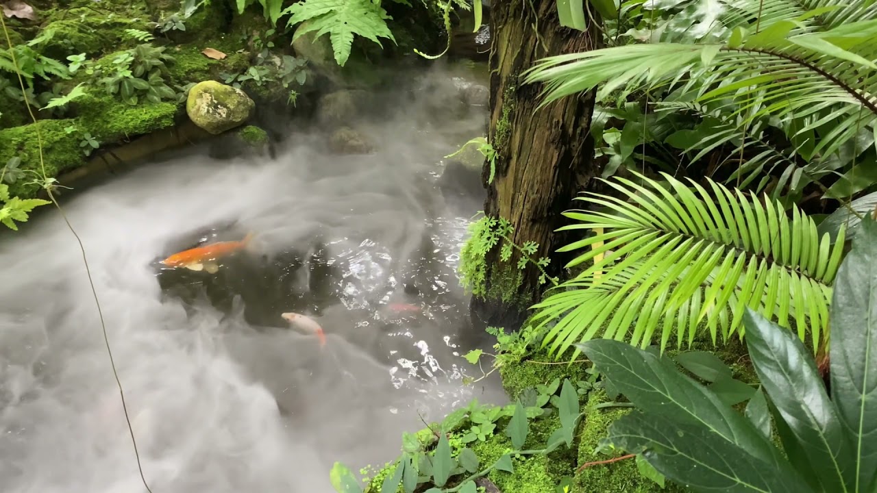 Entspannung am Teich (mit Musik) Mediation, Yoga, Wellness, Spa, Zen