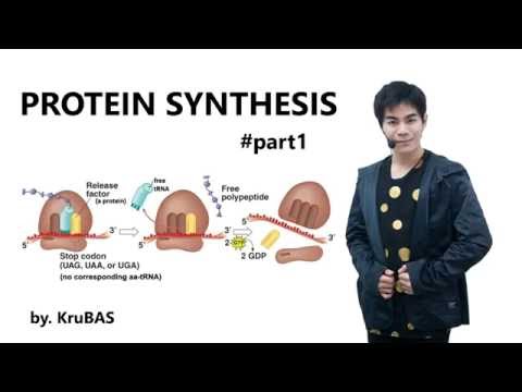 ชีววิทยาครูบาส เรื่อง พันธุศาสตร์-การสังเคราะห์โปรตีน ตอนที่ 1