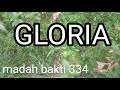 MB 334/Gloria/Natal/instrumen lagu rohani dengan lirik tanpa vokal/cover