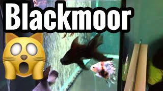 Black Moor Goldfish Care (Aquarium Guide)