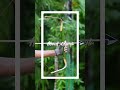Bamboo weapon ⚡ #shortfeeds #viral #viralvideo #shorts #bamboo
