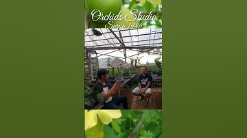 Pestisida Alami Buah Maja, efektif ndak ya..? #pestisidaalami #pestisidaorganik