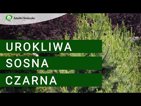 Wideo: Jakie drzewa mają igły sosnowe?