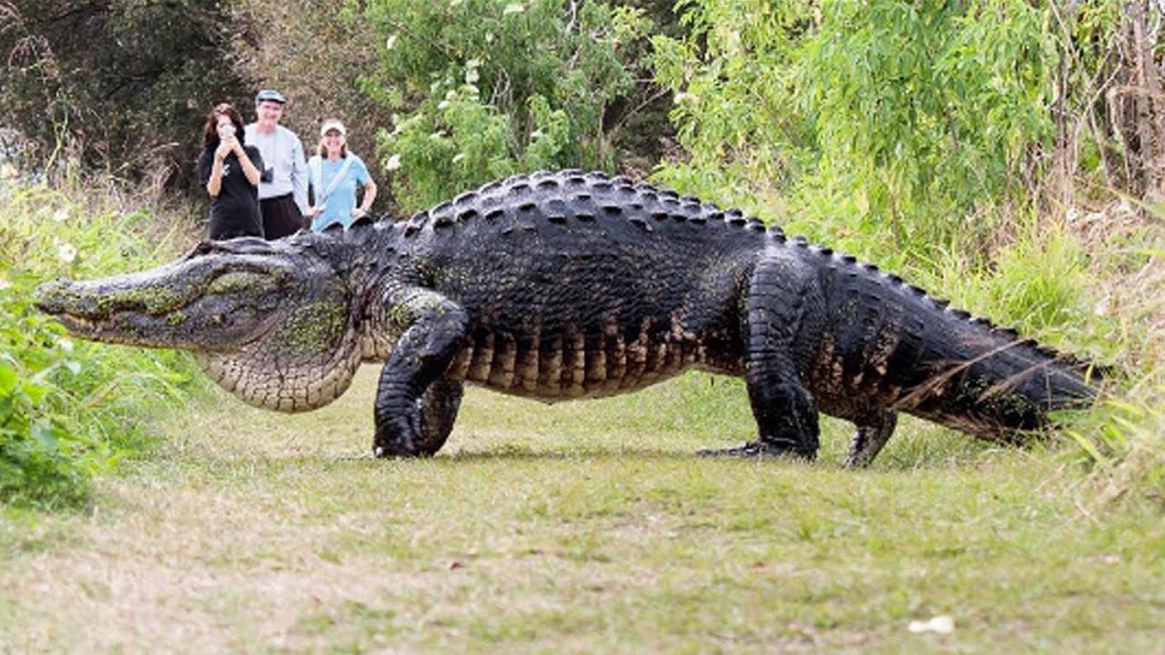 Download How Big is the Biggest Crocodiles in the World?