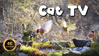 Cat TV for Cats to Watch 🐈 - BIRDIES BUDDIES🐦‍⬛(4K) by Birdies Buddies 1,489 views 5 days ago 10 hours, 3 minutes