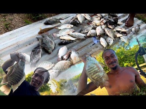 This was a great day spear fishing for big tilapia￼ catch, clean and cook