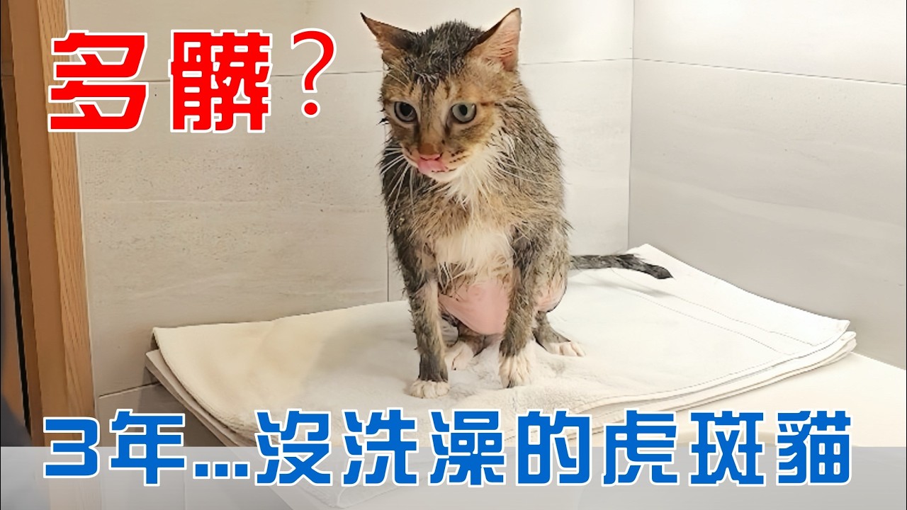 【豆漿 - SoybeanMilk】3年沒洗澡的虎斑貓有多髒？