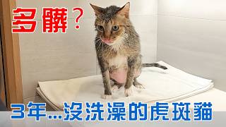 豆漿 - Soybeanmilk3年沒洗澡的虎斑貓有多髒