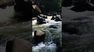 Tropical River ASMR Healing Water Sounds for Sleep, Study & Stress Relief #shorts #asmr #nature #fyp