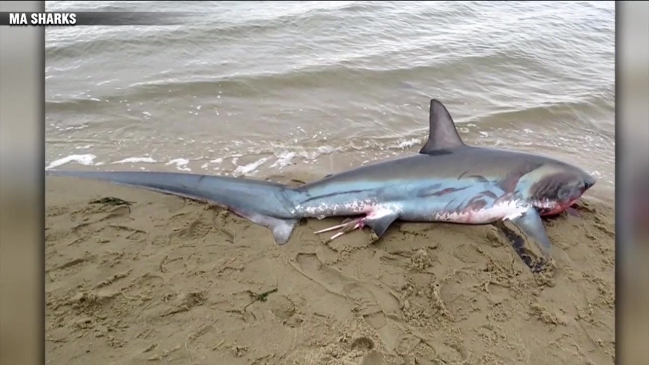 2 large thresher sharks stranded on Cape Cod