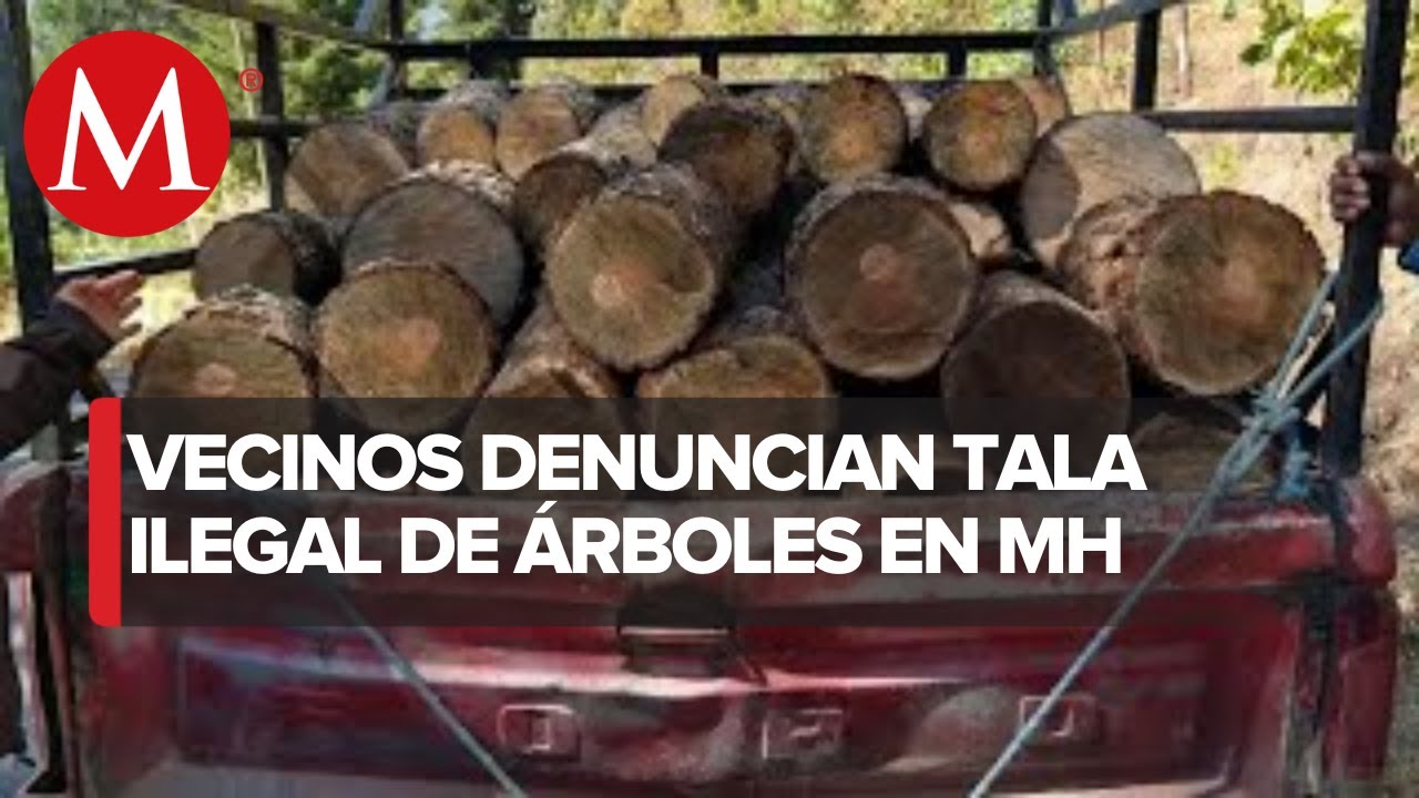 En CdMx, alcaldía Miguel Hidalgo acusa tala de 86 árboles para la nueva ...