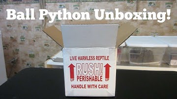 Ball Python Unboxing From Regius Creations - Benjamin