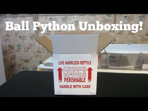 Ball Python Unboxing From Regius Creations - Benjamin's Exotics