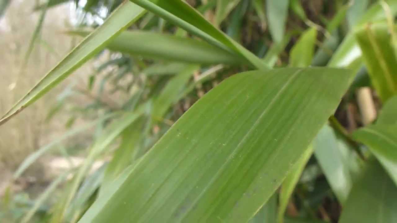 Bamboo plants - Bambus -  Skrautplanta - Pottaplanta - Garðskálaplanta