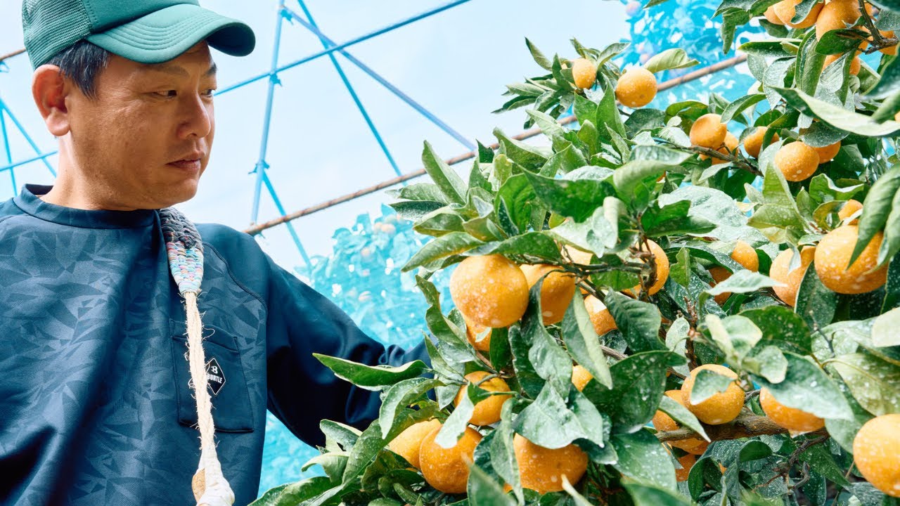 動画あり】とろける旨さの「田村みかん」入荷！名産地和歌山でしのぎを