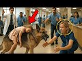 K9 Dog Walks Into Hospital with a Wounded Girl – No One Could Believe What Followed!
