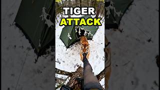 Wild Tiger Approaches Tent – You Won't Believe What Happens 😱 #camping #tiger #funny