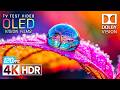 Amazing 8K HDR 120 FPS | Dolby Vision OLED Demo (8K/4K TV Video)