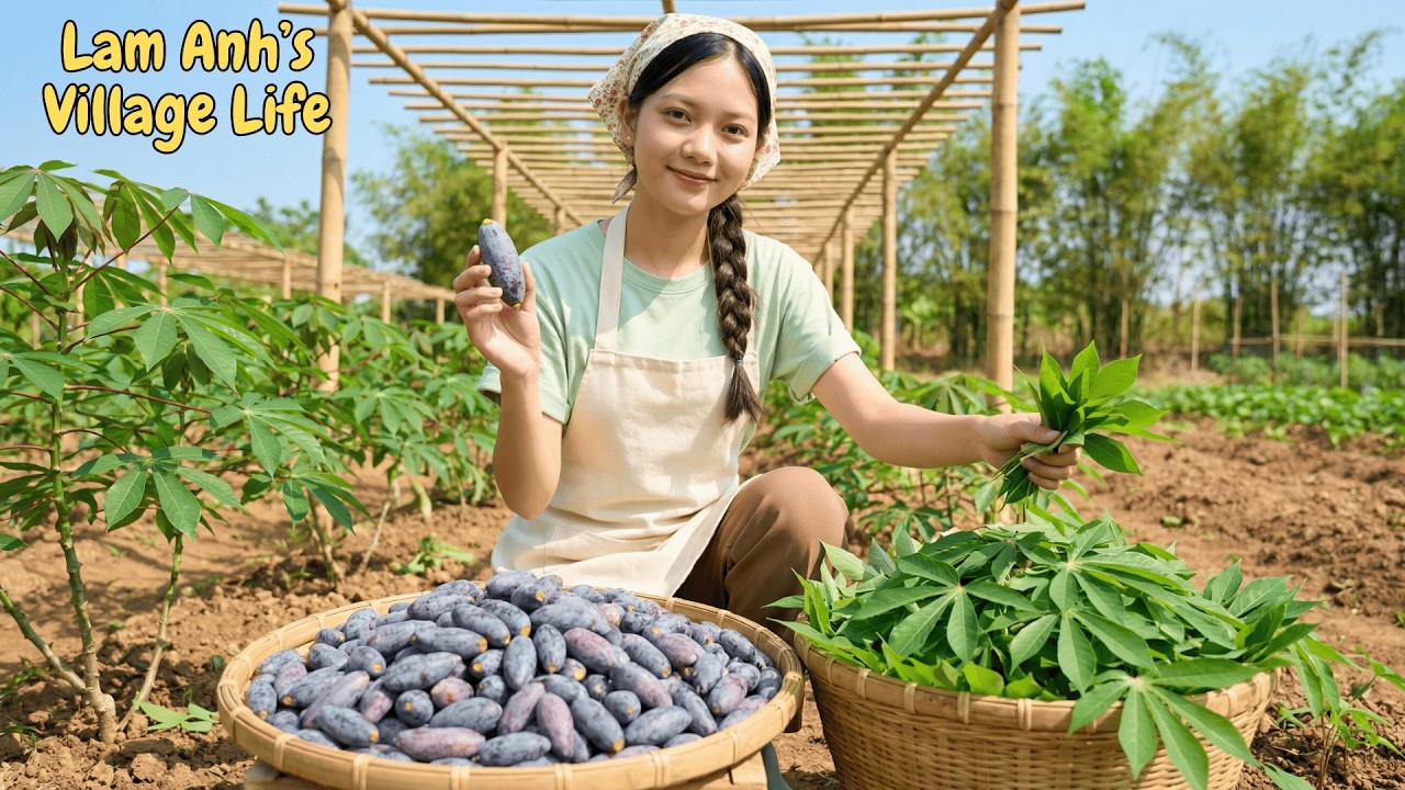 Harvesting And Cooking Vlog 68: Harvesting Cassava Leaves and Harvesting Canarium Fruit with Lam Anh