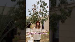 خانه ماه آی دی پیجشون در اینستاگرام یک اقامتگاه امن دخترونه در شهر قشم